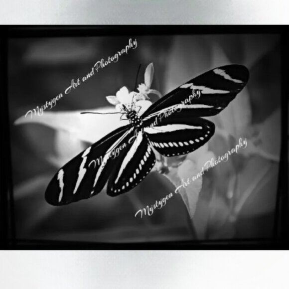 black and white butterfly giclee stretched canvas print 16 x 20 - Picture 1 of 3